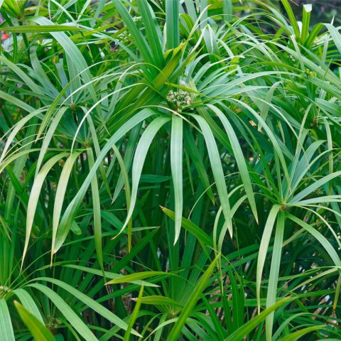 CYPERUS ALTERNIFOLIUS - Umbrella Grass