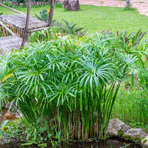 CYPERUS ALTERNIFOLIUS - Umbrella Grass