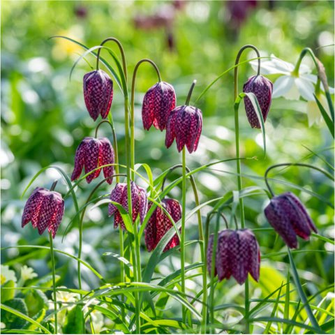 FRITILLARIA MELEAGRIS - Fritillaire pintade