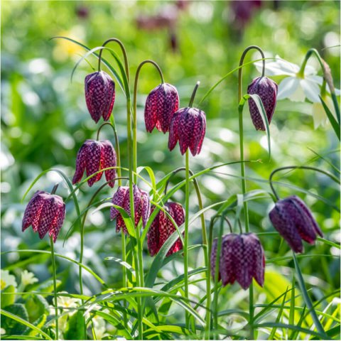 FRITILLARIA MELEAGRIS - Snakes Head Fritillary