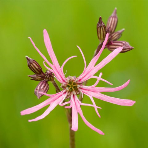 LYCHNIS FLOS-CUCULI - Silne fleur de coucou