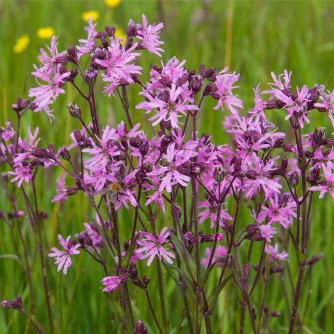 LYCHNIS FLOS-CUCULI - Silne fleur de coucou