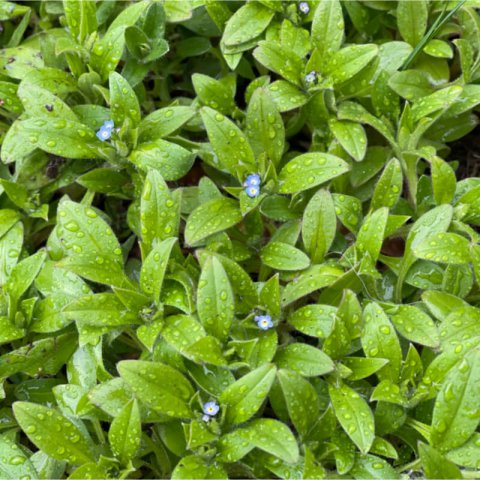 MYOSOTIS PALUSTRIS - Water Forget-Me-Not