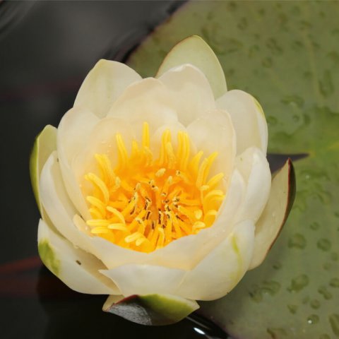 NYMPHAEA GLADSTONIANA - White Water Lily Gladstoniana