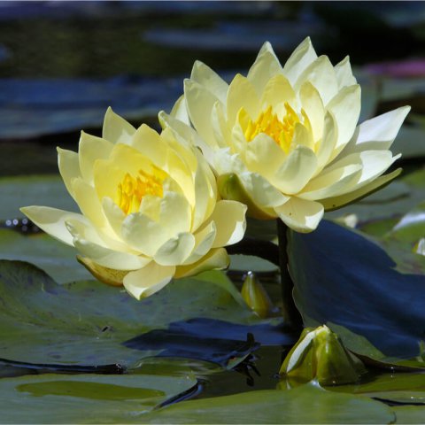 NYMPHAEA JOEY TOMOCIK - Nenfar amarillo Joey Tomocik