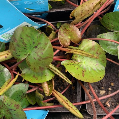 NYMPHAEA JOEY TOMOCIK - Nenfar amarillo Joey Tomocik