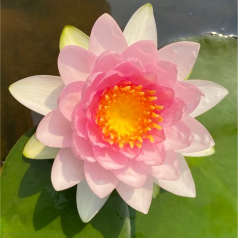 NYMPHAEA MADAME WILFRON GONNERE