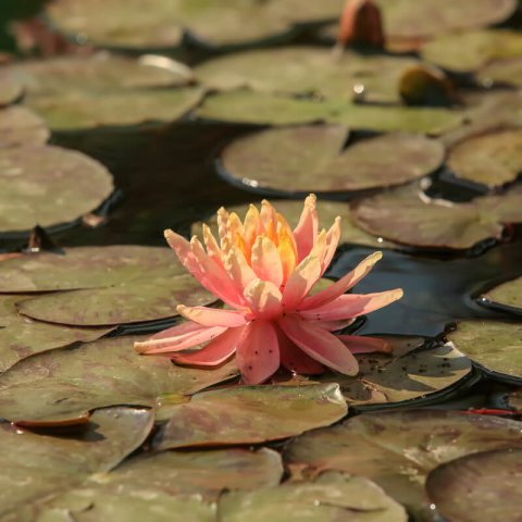 NYMPHAEA SIOUX