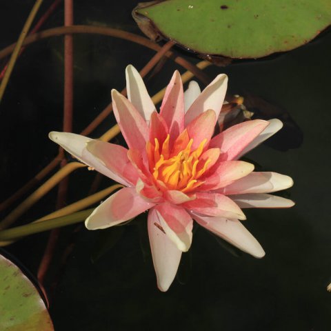 NYMPHAEA SIOUX