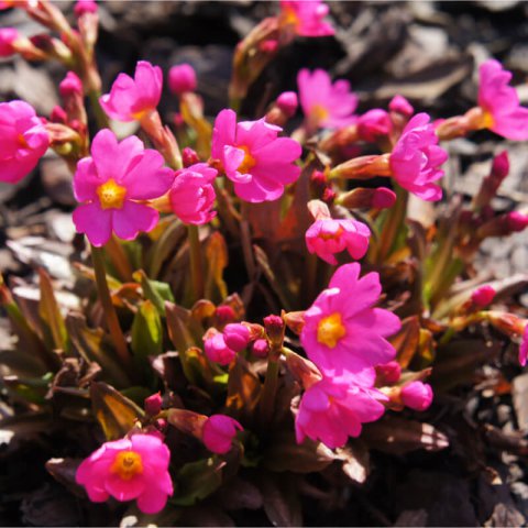 PRIMULA ROSEA - Primevre rose