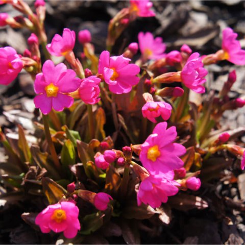 PRIMULA ROSEA