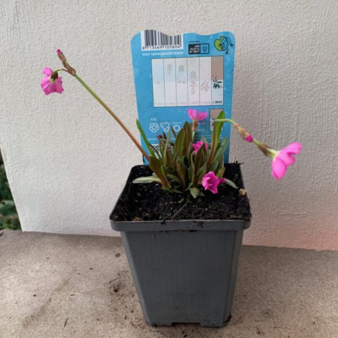 PRIMULA ROSEA - Primevre rose