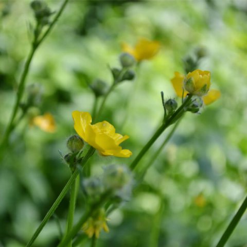 RANUNCULUS LINGUA