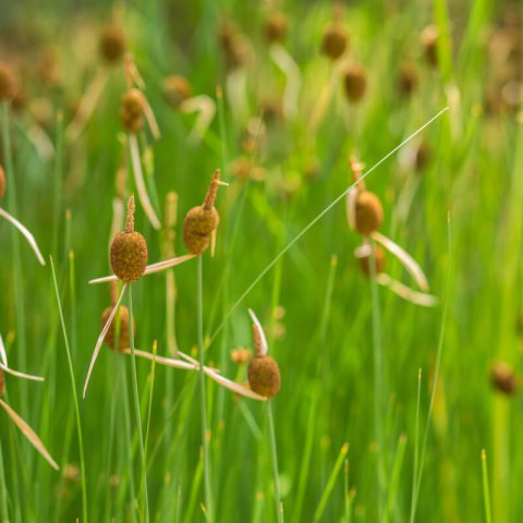 TYPHA MINIMA