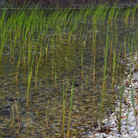 TYPHA MINIMA