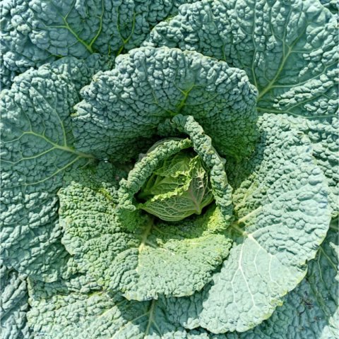 BRASSICA OLERACEA VAR. CAPITATA SABAUDA - Col rizado Aubervilliers