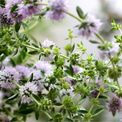MENTHA PULEGIUM - Menta poleo