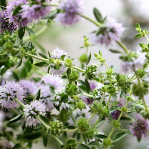 MENTHA PULEGIUM - Pennyroyal