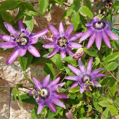PASSIFLORA CAERULEA - Violet Passion Flower