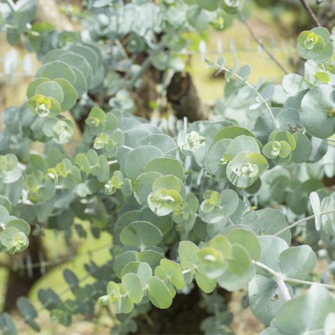 EUCALYPTUS PULVERULENTA Baby Blue
