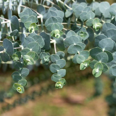 EUCALYPTUS PULVERULENTA Baby Blue