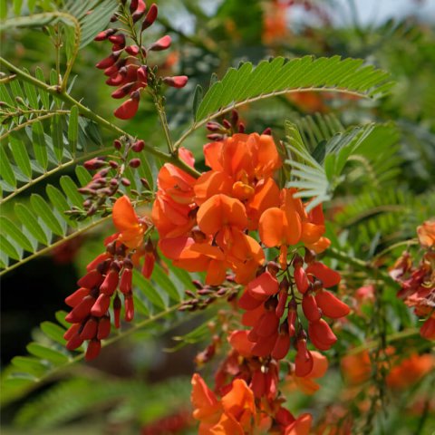 SESBANIA PUNICEA