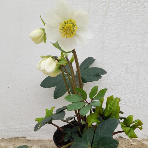 HELLEBORUS NIGER
