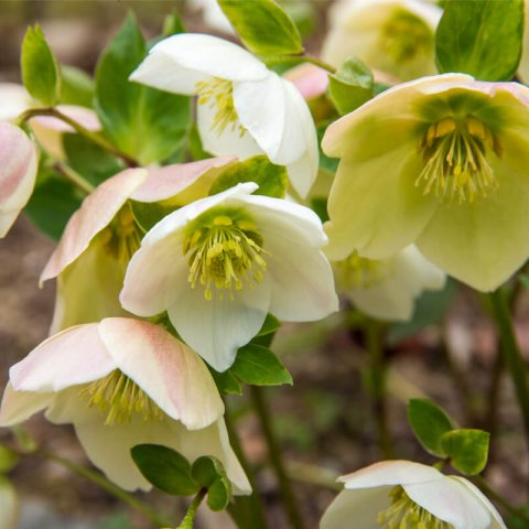 HELLEBORUS NIGER