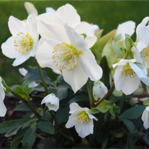 HELLEBORUS NIGER