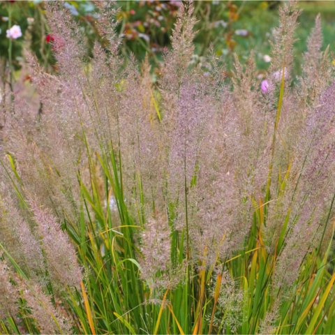 CALAMAGROSTIS BRACHYTRICHA - Korean Feather Reed Grass