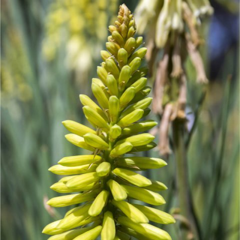 KNIPHOFIA CITRINA