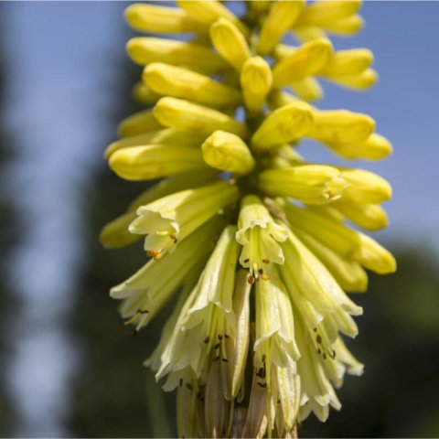 KNIPHOFIA CITRINA