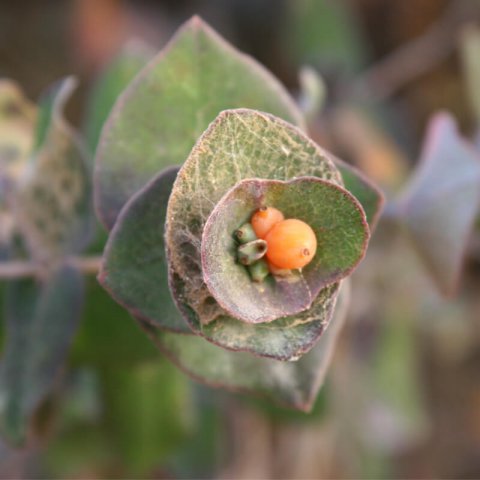 LONICERA IMPLEXA