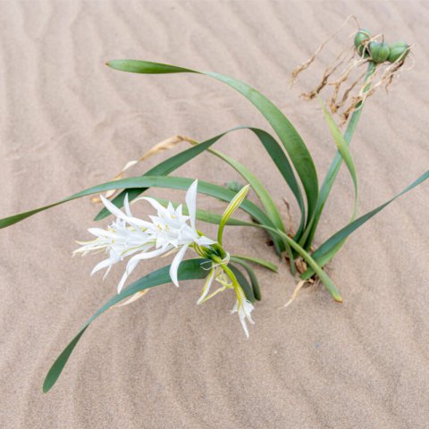 PANCRATIUM MARITIMUM - Sea Lily