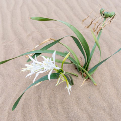 PANCRATIUM MARITIMUM - Lys de mer