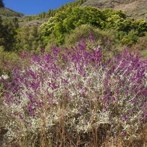 SALVIA CANARIENSIS