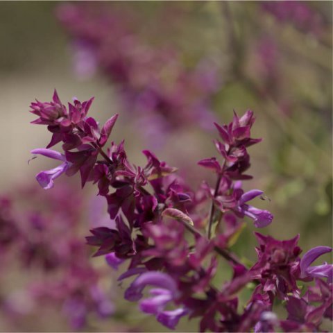 SALVIA CANARIENSIS