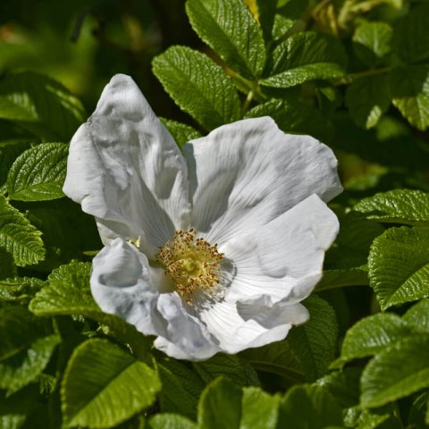 ROSA RUGOSA ALBA - Rosier blanc du Japon