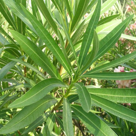NERIUM OLEANDER - Laurier rose  fleurs crme