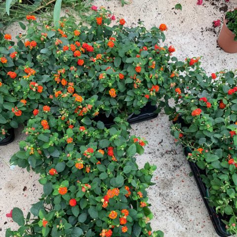 LANTANA CAMARA - Spanish Flag, Lantana