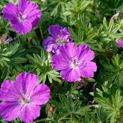 GERANIUM SANGUINEUM - Geranio de sangre
