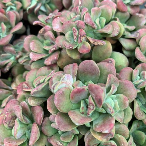 SEDUM SPATHULIFOLIUM PURPUREUM