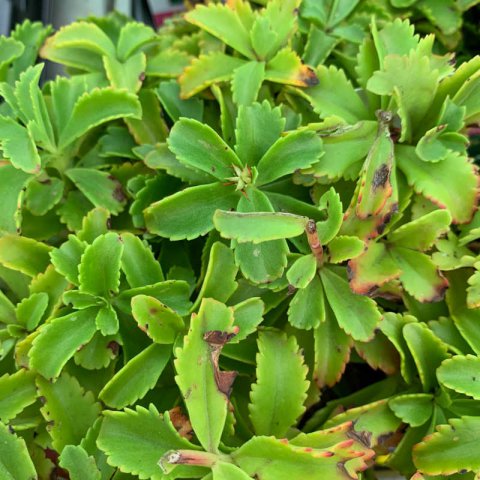 SEDUM SELSKIANUM