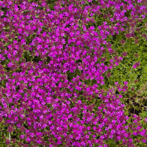 THYMUS SERPYLLUM Magic Carpet