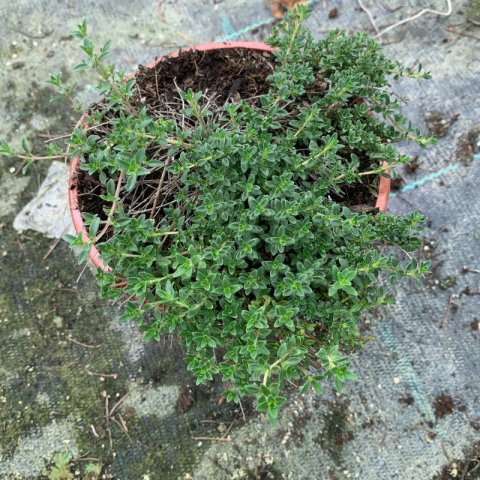 THYMUS Creeping Red