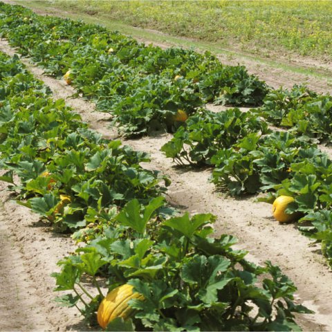 CALABAZA Rouge vif dtampes