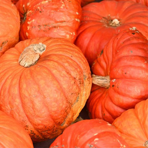 CALABAZA Rouge vif dtampes