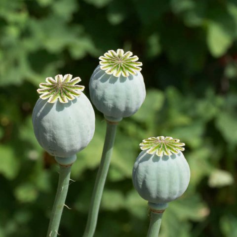 PAPAVER SOMNIFERUM