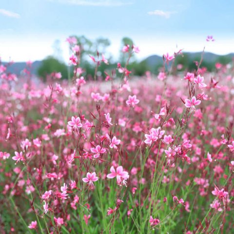 GAURA LINDHEIMERI - Gaura rosa