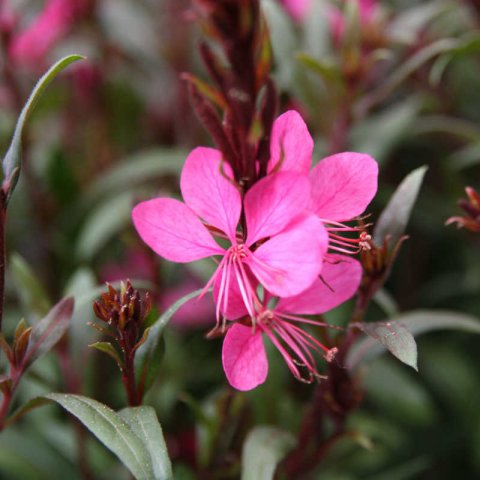 GAURA LINDHEIMERI - Gaura rosa